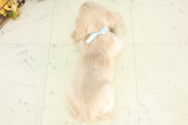 長崎県のアメリカンコッカースパニエル (Coo&RIKU大村店/2026年3月18日生まれ/男の子/バフ)の子犬の4枚目の画像