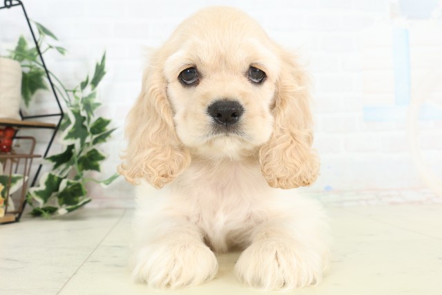 大分県のアメリカンコッカースパニエル (Coo&RIKU大分店/2026年3月18日生まれ/男の子/バフ)の子犬の1枚目の画像