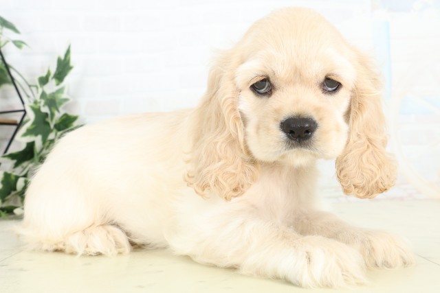 大分県のアメリカンコッカースパニエル (Coo&RIKU大分店/2026年3月18日生まれ/男の子/バフ)の子犬の2枚目の画像