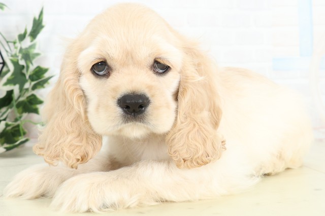 大分県のアメリカンコッカースパニエル (Coo&RIKU大分店/2026年3月18日生まれ/男の子/バフ)の子犬の3枚目の画像