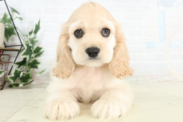 福岡県のアメリカンコッカースパニエル (Coo&RIKU小倉店/2026年3月18日生まれ/男の子/バフ)の子犬