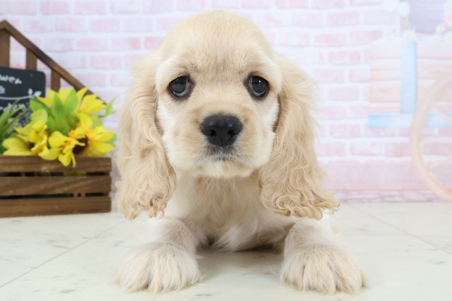 熊本県のアメリカンコッカースパニエル (Coo&RIKU熊本店/2026年3月18日生まれ/女の子/バフ)の子犬
