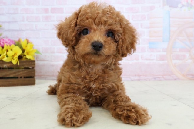 福岡県のトイプードル(トイ) (Coo&RIKU筑後店/2026年3月17日生まれ/男の子/レッド)の子犬の1枚目の画像