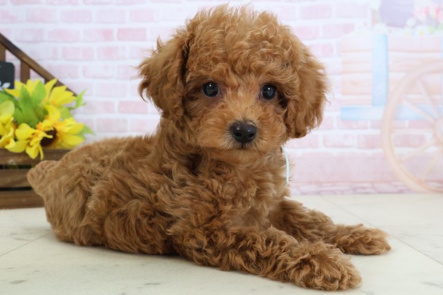 福岡県のトイプードル(トイ) (Coo&RIKU筑後店/2026年3月17日生まれ/男の子/レッド)の子犬の2枚目の画像