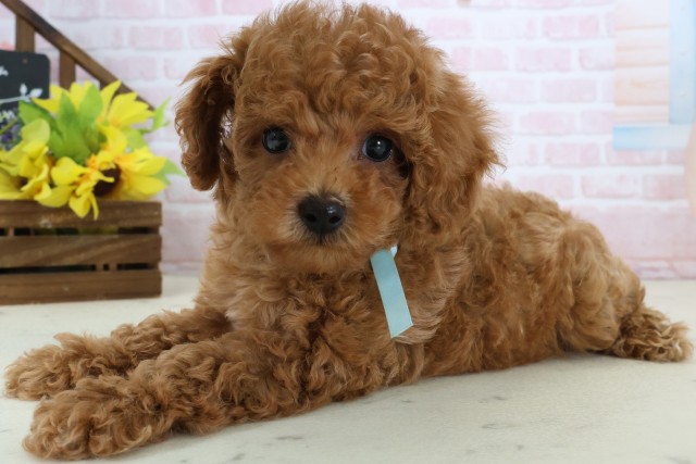 福岡県のトイプードル(トイ) (Coo&RIKU筑後店/2026年3月17日生まれ/男の子/レッド)の子犬の3枚目の画像