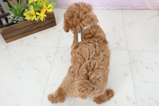 福岡県のトイプードル(トイ) (Coo&RIKU筑後店/2026年3月17日生まれ/男の子/レッド)の子犬の4枚目の画像