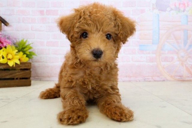 福岡県のトイプードル(トイ) (Coo&RIKU小倉店/2026年3月17日生まれ/男の子/レッド)の子犬