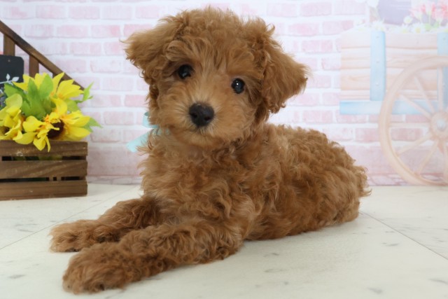 福岡県のトイプードル(トイ) (Coo&RIKU小倉店/2026年3月17日生まれ/男の子/レッド)の子犬の3枚目の画像