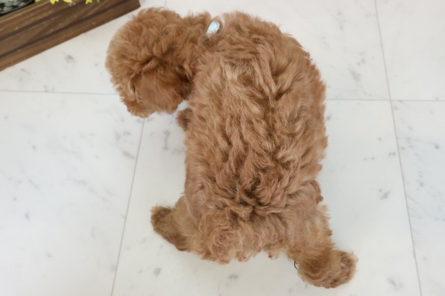 福岡県のトイプードル(トイ) (Coo&RIKU小倉店/2026年3月17日生まれ/男の子/レッド)の子犬の4枚目の画像