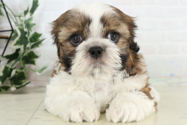 福岡県のシーズー (Coo&RIKU黒崎店/2026年3月15日生まれ/男の子/ゴールドホワイト)の子犬の1枚目の画像