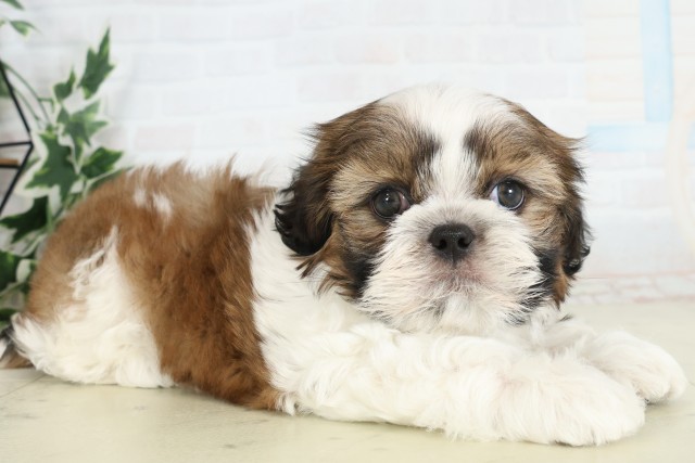 福岡県のシーズー (Coo&RIKU黒崎店/2026年3月15日生まれ/男の子/ゴールドホワイト)の子犬の2枚目の画像