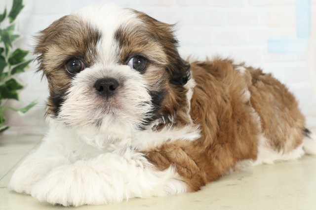 福岡県のシーズー (Coo&RIKU黒崎店/2026年3月15日生まれ/男の子/ゴールドホワイト)の子犬の3枚目の画像