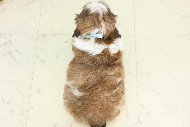 福岡県のシーズー (Coo&RIKU黒崎店/2026年3月15日生まれ/男の子/ゴールドホワイト)の子犬の4枚目の画像