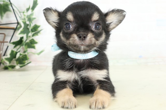 福岡県のチワワ(ロング) (Coo&RIKU小倉店/2026年3月16日生まれ/男の子/ブラックタンホワイト)の子犬の1枚目の画像