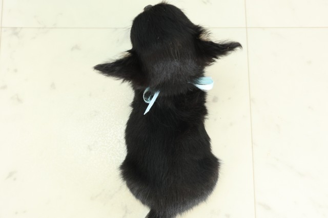 福岡県のチワワ(ロング) (Coo&RIKU小倉店/2026年3月16日生まれ/男の子/ブラックタンホワイト)の子犬の4枚目の画像