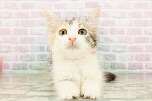 ノルウェージャン・フォレストキャット
