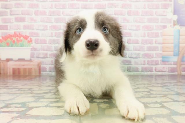 東京都のボーダーコリー (Coo&RIKU足立本店/2026年3月17日生まれ/男の子/ブルーホワイト)の子犬の1枚目の画像