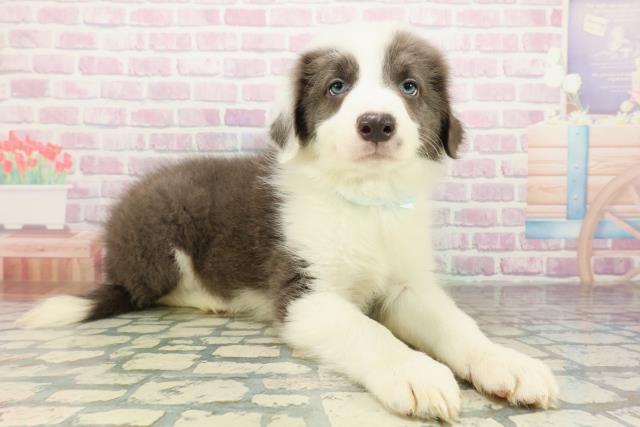 東京都のボーダーコリー (Coo&RIKU足立本店/2026年3月17日生まれ/男の子/ブルーホワイト)の子犬の3枚目の画像