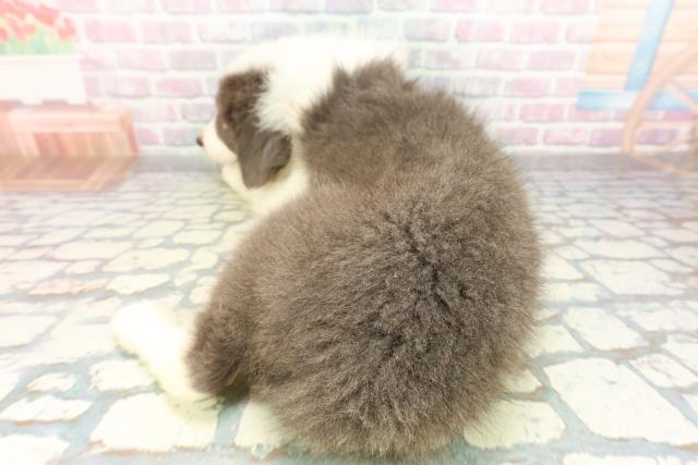 東京都のボーダーコリー (Coo&RIKU足立本店/2026年3月17日生まれ/男の子/ブルーホワイト)の子犬の4枚目の画像