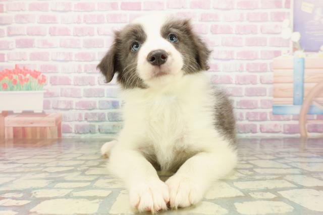 千葉県のボーダーコリー (Coo&RIKU南柏店/2026年3月17日生まれ/男の子/ブルーホワイト)の子犬の1枚目の画像