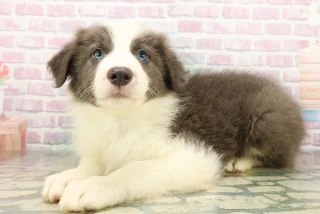 千葉県のボーダーコリー (Coo&RIKU南柏店/2026年3月17日生まれ/男の子/ブルーホワイト)の子犬の2枚目の画像