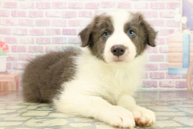 千葉県のボーダーコリー (Coo&RIKU南柏店/2026年3月17日生まれ/男の子/ブルーホワイト)の子犬の3枚目の画像
