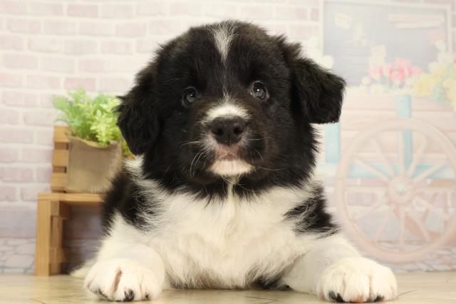 愛知県のボーダーコリー (Coo&RIKU春日井店/2026年3月18日生まれ/男の子/ブラックホワイト)の子犬の1枚目の画像