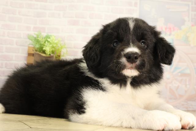 愛知県のボーダーコリー (Coo&RIKU春日井店/2026年3月18日生まれ/男の子/ブラックホワイト)の子犬の2枚目の画像