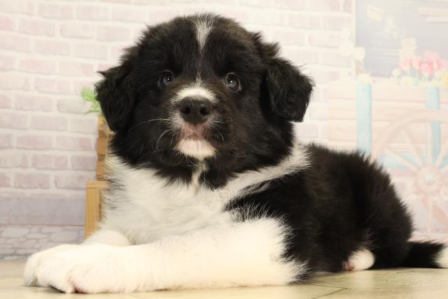 愛知県のボーダーコリー (Coo&RIKU春日井店/2026年3月18日生まれ/男の子/ブラックホワイト)の子犬の3枚目の画像