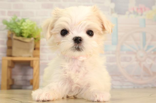 岐阜県のマルチーズ (Coo&RIKU岐南店/2026年3月15日生まれ/女の子/ホワイト)の子犬の1枚目の画像