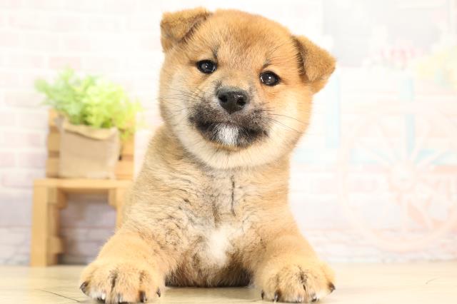 柴犬