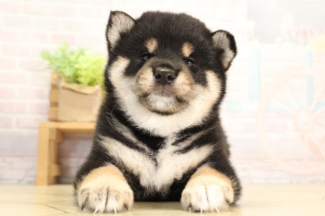 柴犬