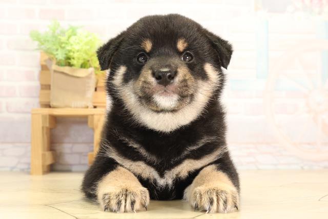 柴犬