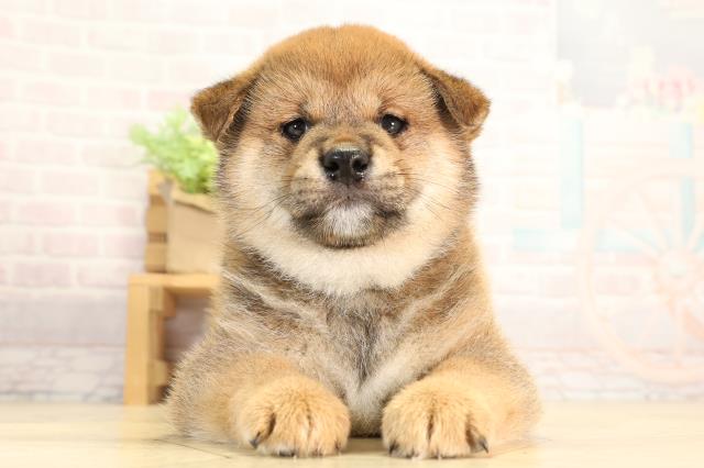 柴犬