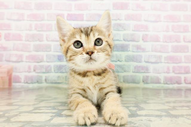 東京都のジェネッタ (Coo&RIKU府中店/2026年3月16日生まれ/女の子/ブラウンスポットタビー)の子猫