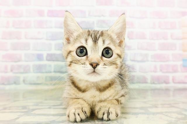 東京都のジェネッタ (Coo&RIKU福生店/2026年3月16日生まれ/女の子/ブラウンスポットタビー)の子猫