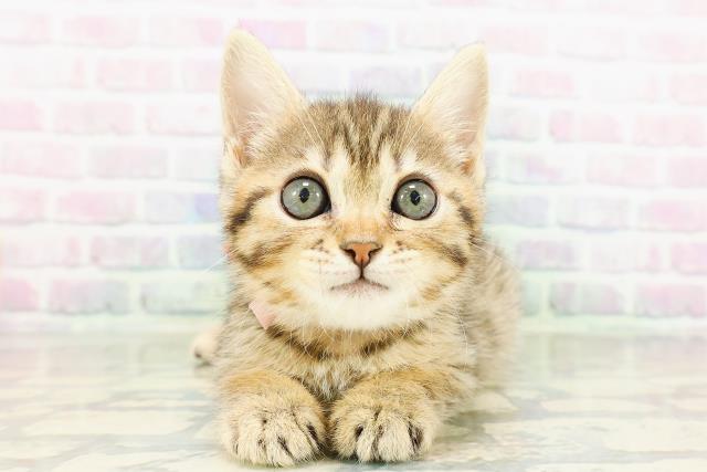 茨城県のジェネッタ (Coo&RIKU筑西店/2026年3月16日生まれ/女の子/ブラウンスポットタビー)の子猫の1枚目の画像