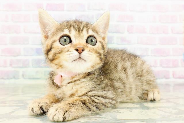 茨城県のジェネッタ (Coo&RIKU筑西店/2026年3月16日生まれ/女の子/ブラウンスポットタビー)の子猫の2枚目の画像