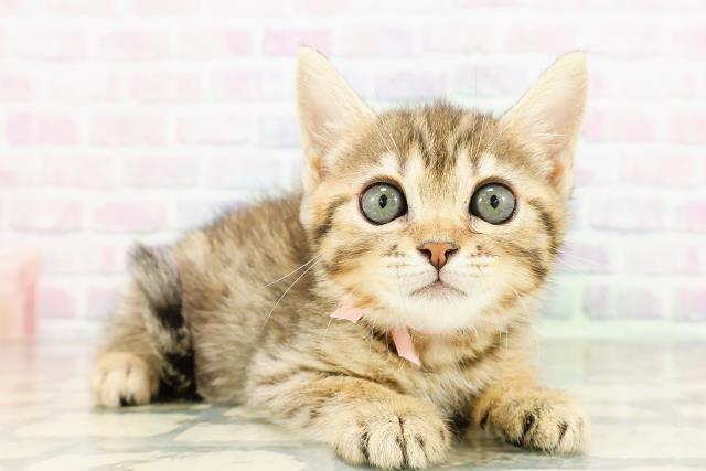 茨城県のジェネッタ (Coo&RIKU筑西店/2026年3月16日生まれ/女の子/ブラウンスポットタビー)の子猫の3枚目の画像