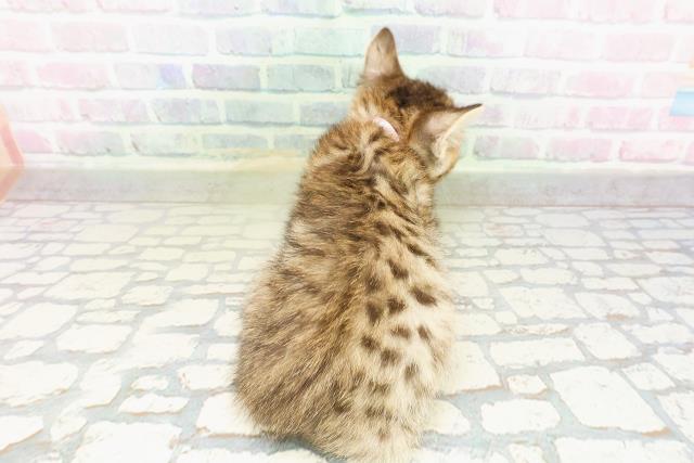 茨城県のジェネッタ (Coo&RIKU筑西店/2026年3月16日生まれ/女の子/ブラウンスポットタビー)の子猫の4枚目の画像