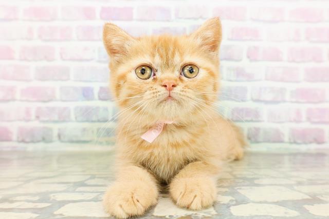 栃木県のエキゾチック (Coo&RIKUFKDインターパーク店/2026年3月17日生まれ/女の子/レッドタビー)の子猫の1枚目の画像