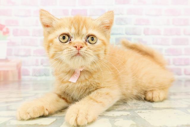 栃木県のエキゾチック (Coo&RIKUFKDインターパーク店/2026年3月17日生まれ/女の子/レッドタビー)の子猫の2枚目の画像
