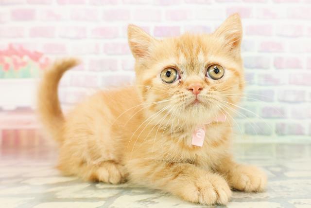 栃木県のエキゾチック (Coo&RIKUFKDインターパーク店/2026年3月17日生まれ/女の子/レッドタビー)の子猫の3枚目の画像