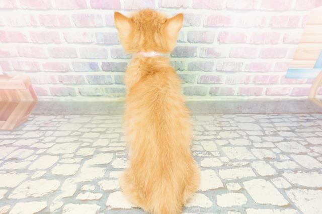栃木県のエキゾチック (Coo&RIKUFKDインターパーク店/2026年3月17日生まれ/女の子/レッドタビー)の子猫の4枚目の画像