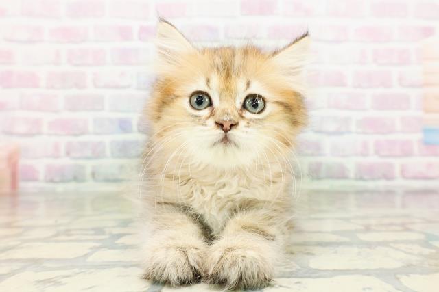 東京都のミヌエット (Coo&RIKU福生店/2026年3月17日生まれ/女の子/ブラウンタビー)の子猫