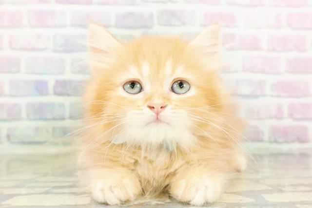 東京都のミヌエット (Coo&RIKU八王子西店/2026年3月9日生まれ/男の子/レッドタビー)の子猫