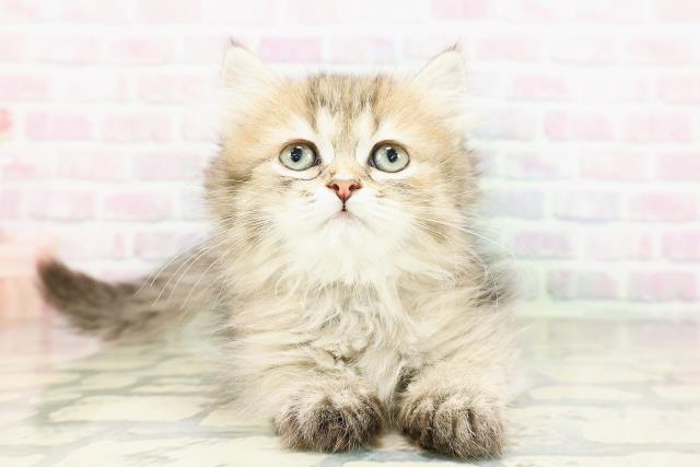 茨城県のミヌエット (Coo&RIKU筑西店/2026年3月9日生まれ/女の子/ブラウンタビー)の子猫の1枚目の画像