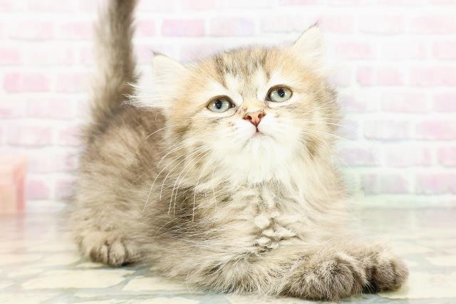 茨城県のミヌエット (Coo&RIKU筑西店/2026年3月9日生まれ/女の子/ブラウンタビー)の子猫の3枚目の画像
