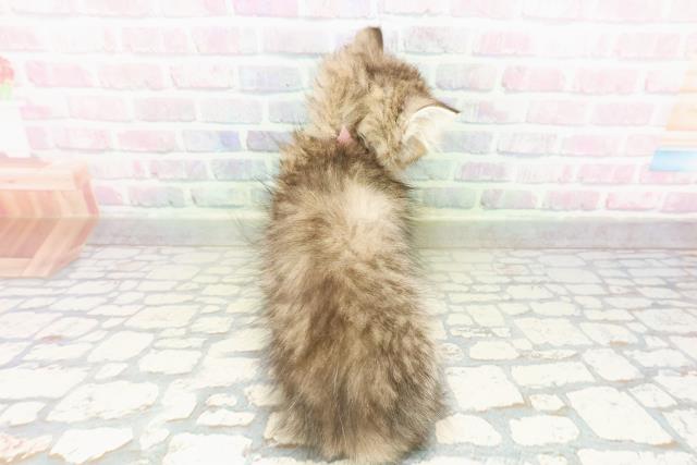 茨城県のミヌエット (Coo&RIKU筑西店/2026年3月9日生まれ/女の子/ブラウンタビー)の子猫の4枚目の画像