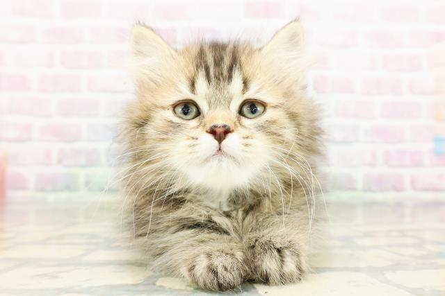 神奈川県のミヌエット (Coo&RIKU江の島店/2026年3月9日生まれ/男の子/ブラウンタビー)の子猫